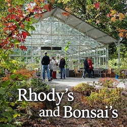 Rhody’s and Bonsai’s!!