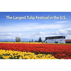 The Largest Tulip Festival in the U.S.